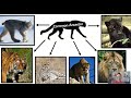Evolutionary Concepts and Adaptations