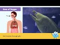 Gases and Their Properties
