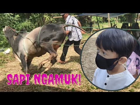 Gavin Takut Sapi Kurban Ngamuk - DMG Kids Vlog