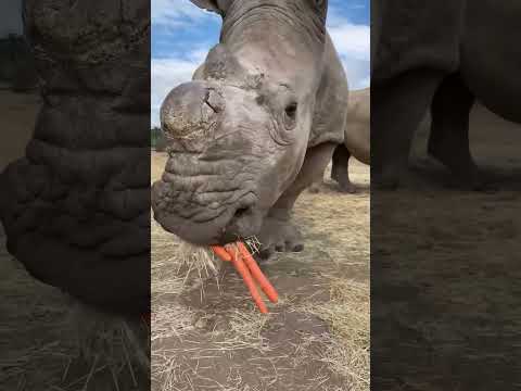 Watching a white rhino explore different fruits wa Follow Me Here!!

Meet Me Here_ https_//linktr.ee/thereptilezoo
Facebook_ https_//www.facebook.com/p