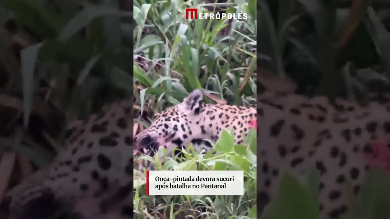 Onça pintada devora sucuri após batalha no Pantanal
