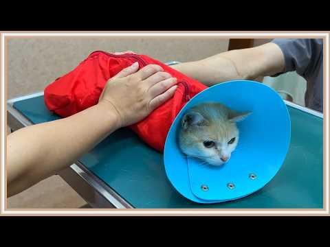 【悲報】余命宣告を受けた猫を健診に連れていきました