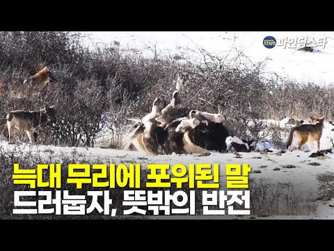 야생 늑대 여섯 마리에 포위 된 말, 예상치 못한 결말