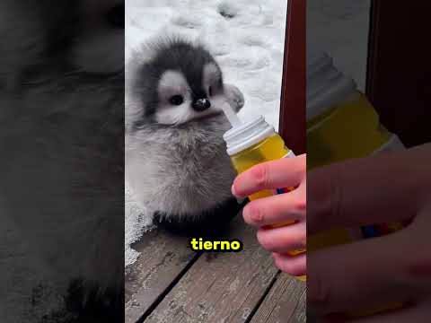 ¡Se quedó de piedra al descubrir quién había intentado entrar en casa! 😨😳