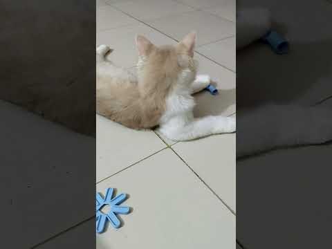 Cat Videos #cat #funnycat