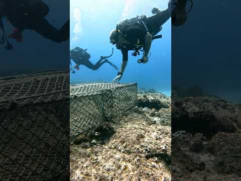 fish trap 🥺🥺 #seacreatures #reeflife #marinelife #gopro #scubadiving