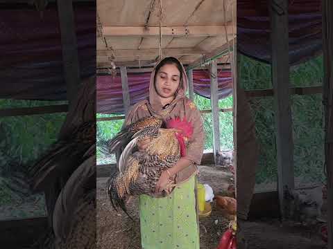 নারী উদ্যোক্তা সখি আপার টাইগার মুরগির খামার 01861039638