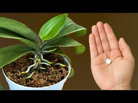 Put it under the orchid! Suddenly 100 roots appear and the flower will never stop blooming!
