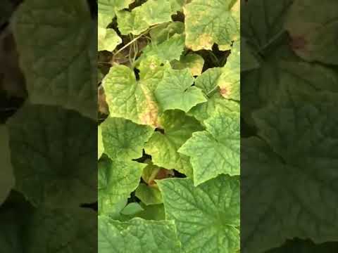 Vườn Dưa Chuột Ở Núi Cao #shorts