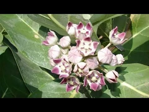 सिर्फ 10 मिनट में घुटने हाथ एड़ी और कमर के दर्द का करे जड़ से सफाया आक के प्रयोग से – आप भी आजमायें