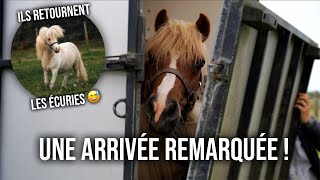 GROS COUP DE COEUR POUR CES NOUVEAUX PONEYS 🥰