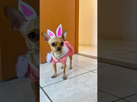 Feliz Páscoa titias, amo vocês 🐰💖 #pinscher #minipinscher #pinscher0 #pets #pascoa
