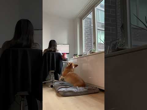 10 points for the light trick #corgi #dogs #funny
