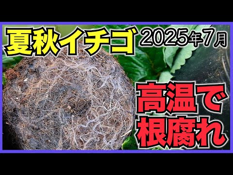 【夏秋イチゴ】高温でいちごの根腐れ, 炭疽病や疫病が発生【2025年7月】