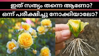 Growing Rose From Buds റോസ് മുട്ടുകളിൽ നിന്ന് പുതിയ റോസാച്ചെടി വളർത്തിയെടുക്കാൻ പറ്റുമോ?