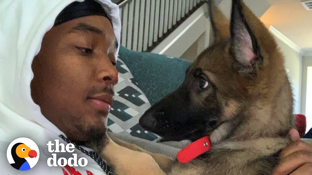NBA Player's German Shepherd Is The Biggest Daddy's Girl Teammates