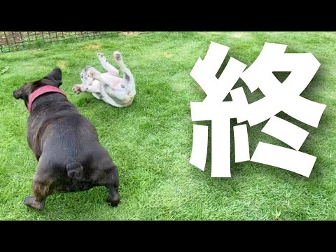 おバブ、狂犬に喧嘩売って秒で終了www
