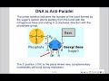 Exploring DNA Structure and Replication