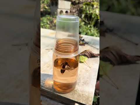 #bee #honeybeesting #waspnest #animal