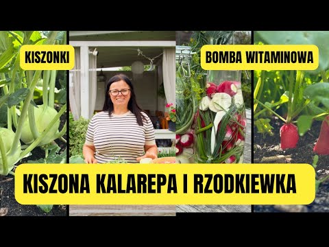 KISZONA KALAREPA I RZODKIEWKA | KISZONKI | Kasia in