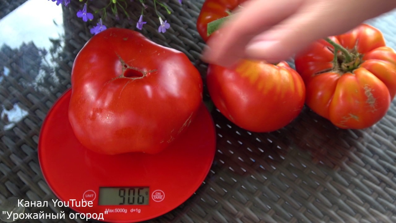 Отличный урожайный вкусный томат бабушкино рекомендую всем