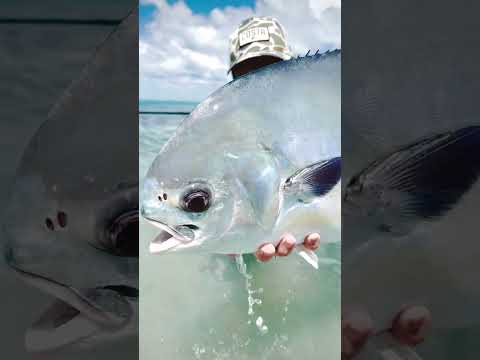 Permit on the Fly