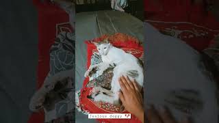 Lucky 🐶 got jealous of the cat 🐱| @Luckythedogo #labrador #youtube #doglover #shorts