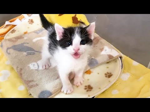 子猫の出してアピールがかわいい