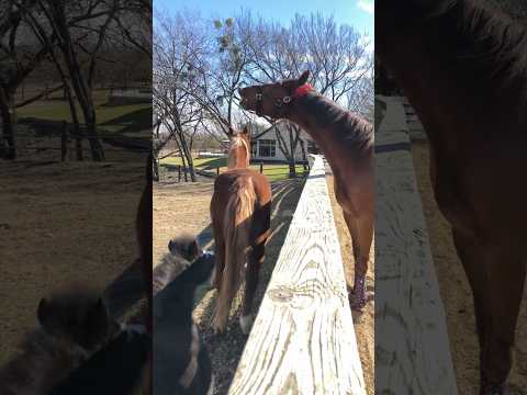 Farting horse #funny #funnypets #animals #petvideos #usa #cute #funnyvideo #fyp #viral #horse