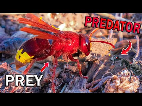 EPIC ENCOUNTER! ASIAN Wasp and GIANT Ant – A CHALLENGE for SURVIVAL