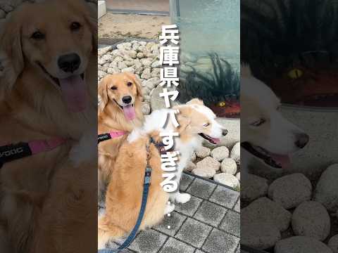 驚いた時だけ動きがシンクロする犬が可愛い...【ボーダーコリー・ゴールデンレトリバー】