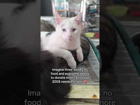Gofundme link in <strong>bio</strong> please #cat #fy #fypシ #viral #viralvideo #<strong>video</strong> #viralshorts