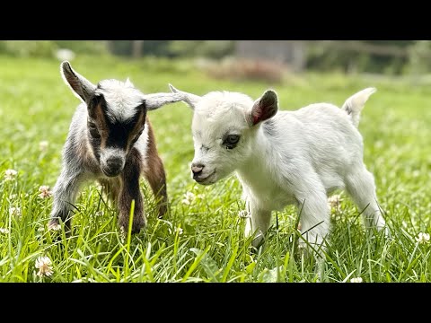 Nonstop Hippity Hop