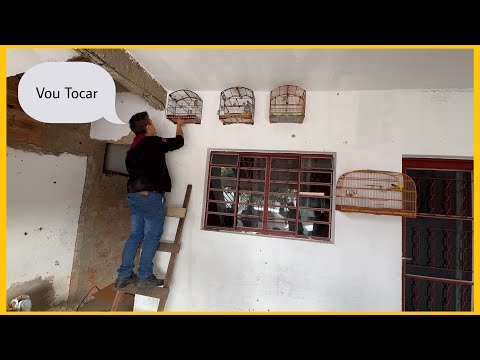 🚨 Estão Fazendo de Tudo Pra Tocar o Coleiro do Pastor Valdir! IMPRESSIONANTE! 🐦🔥