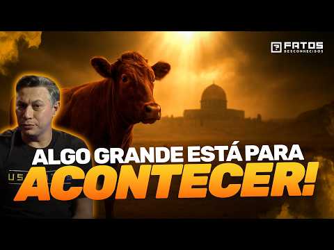 URGENTE: Novilha Vermelha Aprovada! Terceiro Templo Está Mais Perto do Que Nunca!