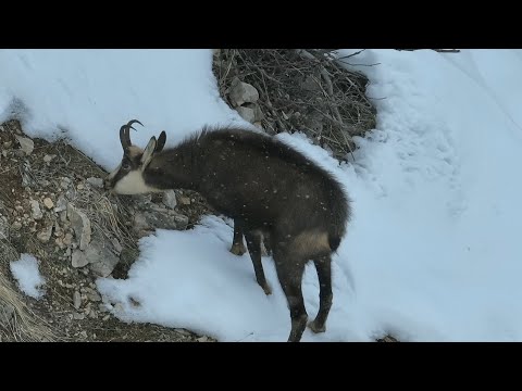 DAĞKEÇİLERİNİN KARDA NASIL AĞAÇLARIN DİBİNE SAKLANDIĞINA ŞAHİT OLDUK ~ŞAMUA HİÇ KAÇMADI