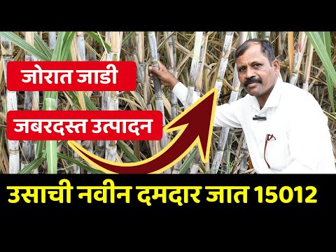 उसाची नवीन जात 15012 ची 86032 ला टक्कर | तुरा उशीरा आणि जबरदस्त उत्पादन | 15012 Sugarcane