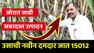 उसाची नवीन जात 15012 ची 86032 ला टक्कर | तुरा उशीरा आणि जबरदस्त उत्पादन | 15012 Sugarcane