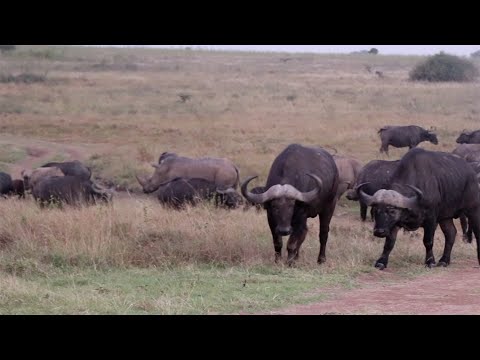 Buffalo herd is scared of huge white rhinos