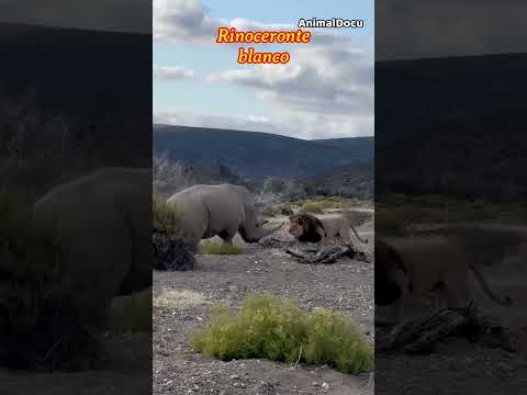 León vs. Rinoceronte #gatos