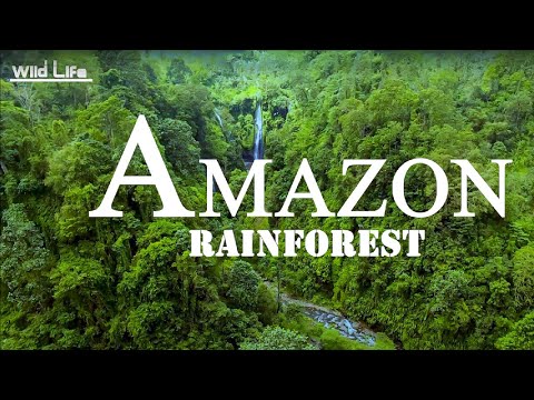 Jungle 4K - The World's Largest Tropical Rainforest