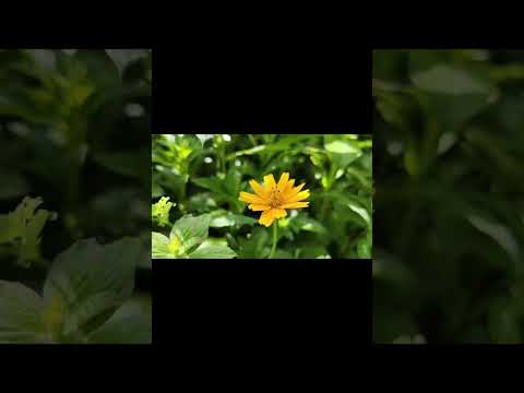 #zubeen_garg #songlove