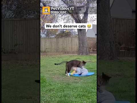 We Don’t Deserve Cats! “SHOCKING” CCTV Footage!