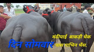 एक से बढ़कर एक चेक पास गाभिन भैंस मंढीयाई हरियाणा पंजाब वालो की भैंस रेट ओर नस्ल बढ़िया #youtube
