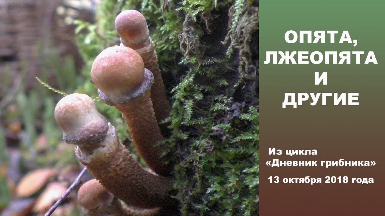 Опята, лжеопята и другие. 13 октября 2018 года