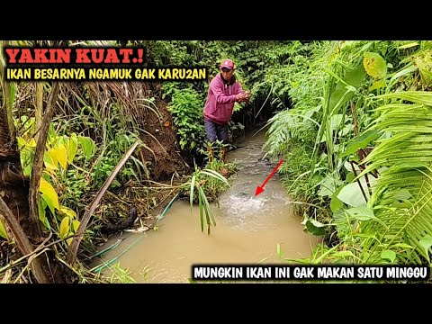 YA TUHAN.! IKAN BESAR KELAPARAN TINGKAT KABUPATEN || MANCING DI SELOKAN DI BUAT KUWALAHAN BRO