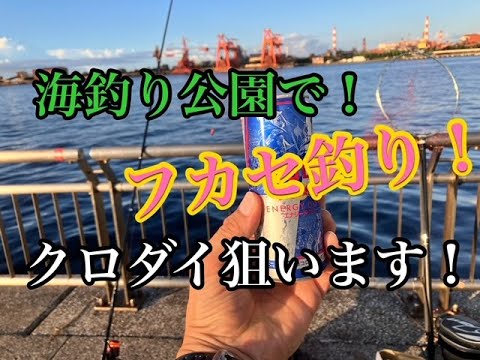 【24年9月】海釣り公園でフカセ釣り！クロダイ狙ってみた！！