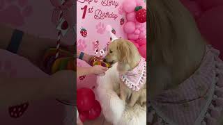 Our Dog's 1st Birthday Party!