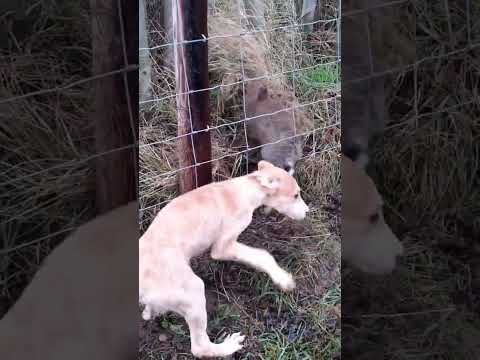 rabbit snaring in the uk #hunting #trapping #snaring #rabbithunting #rabbitsnaring