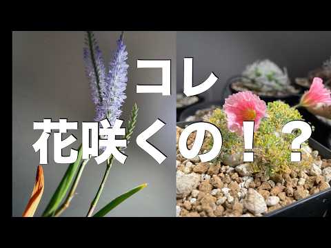 見た目からでは想像できない!?意外な花を咲かせる植物たち